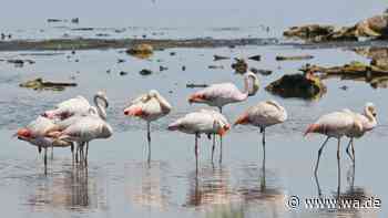 Magazin stellt Wandertipps vor: Flamingos, Natur und eine besondere Landschaft
