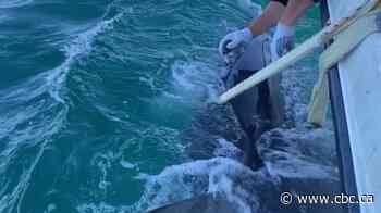 Shark sightings off northern Newfoundland a welcome sign for researcher