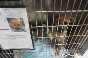 Concerns about the New World screwworm have put Texas pet adoptions on hold