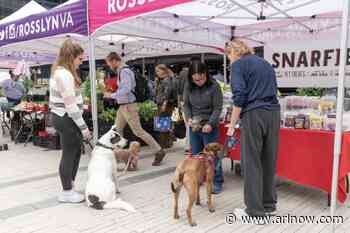 National Dog Day brings pet-friendly merch to Rosslyn next week