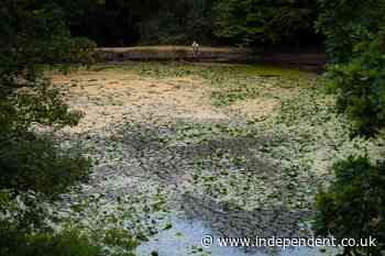 London’s first official bathing area hit by toxic algae outbreak