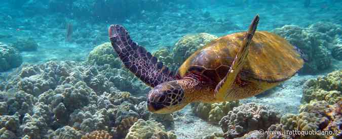 Recuperata in acqua perché non reagiva agli stimoli, poi curata per due mesi. La tartaruga “Ruga” liberata in mare: “È tornata a nuotare nel suo habitat”