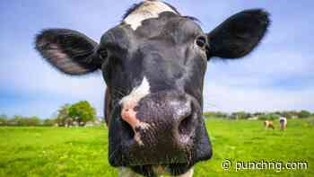 Mad cow disease case confirmed on UK farm