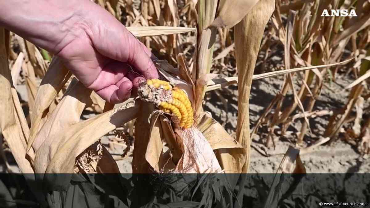 “Nei campi il raccolto è a zero. La Regione ci aiuti”: l’allarme degli agricoltori di Alessandria