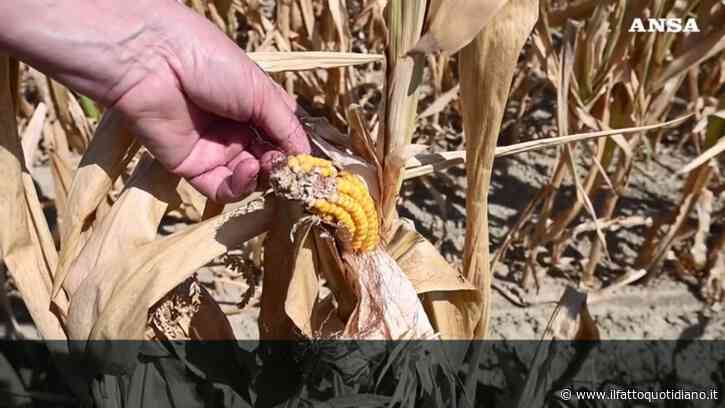 “Nei campi il raccolto è a zero. La Regione ci aiuti”: l’allarme degli agricoltori di Alessandria