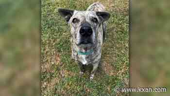 Williamson County Regional Animal Shelter offering free adoptions during Clear the Shelters campaign