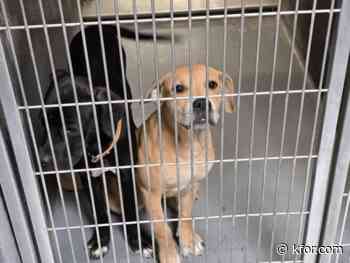 17 local animal shelters reducing or waiving adoption fees