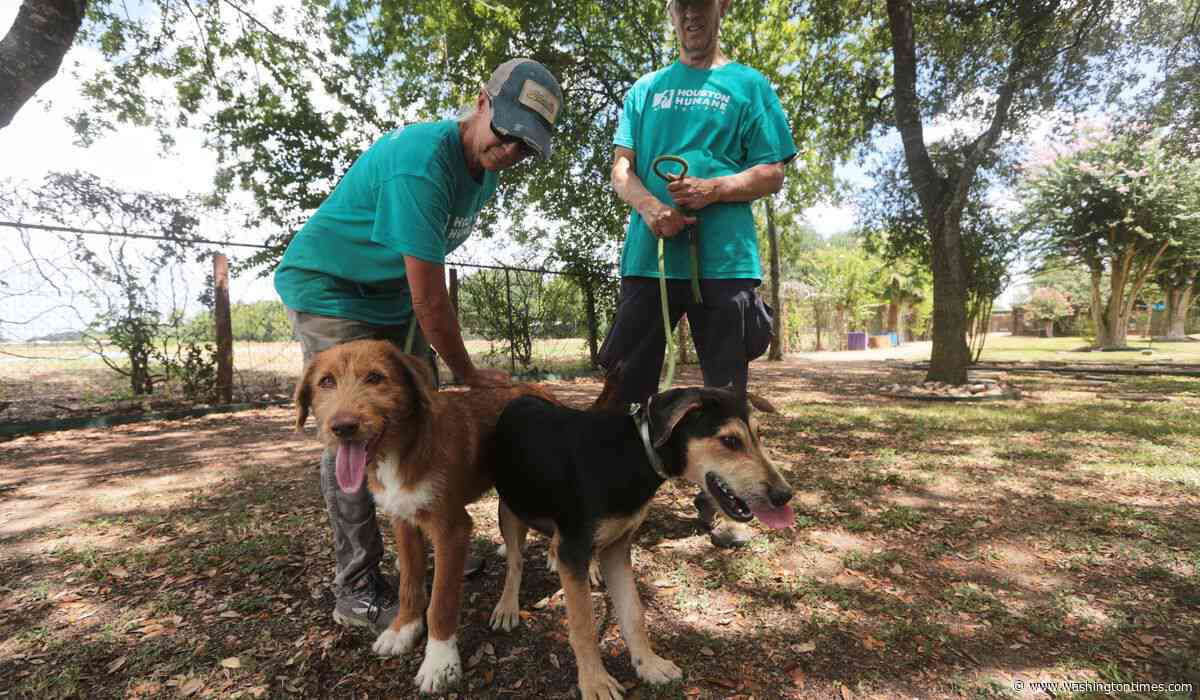 Concerns about the New World screwworm have put Texas pet adoptions on hold