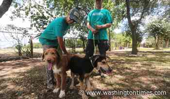 Concerns about the New World screwworm have put Texas pet adoptions on hold