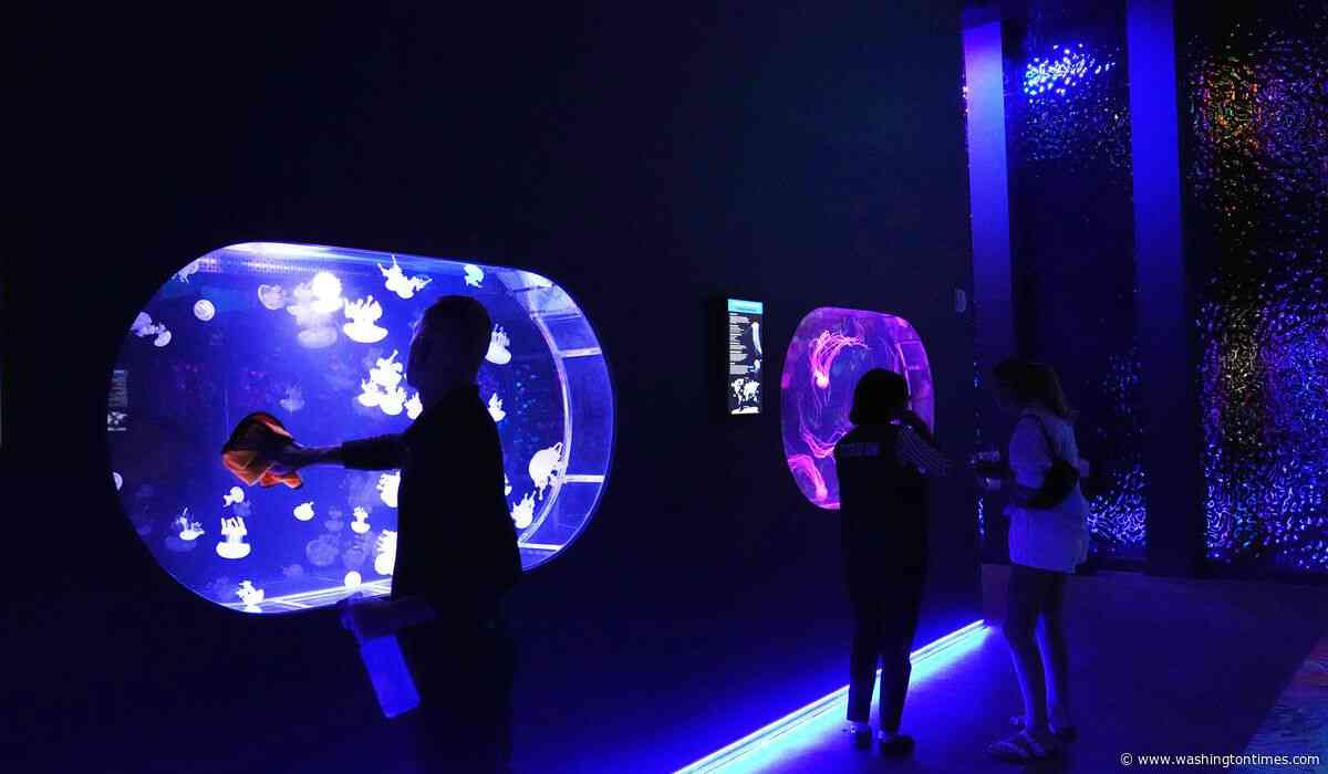 Florida's Jellyfish Museum is dedicated solely to the mesmerizing floating predators