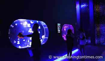 Florida's Jellyfish Museum is dedicated solely to the mesmerizing floating predators