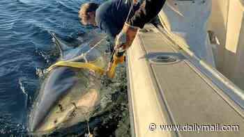 Largest great white shark ever recorded in Atlantic reveals new location after racing up US East Coast