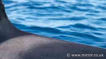 Distressing photos show critically endangered orca with gunshot wounds in fins