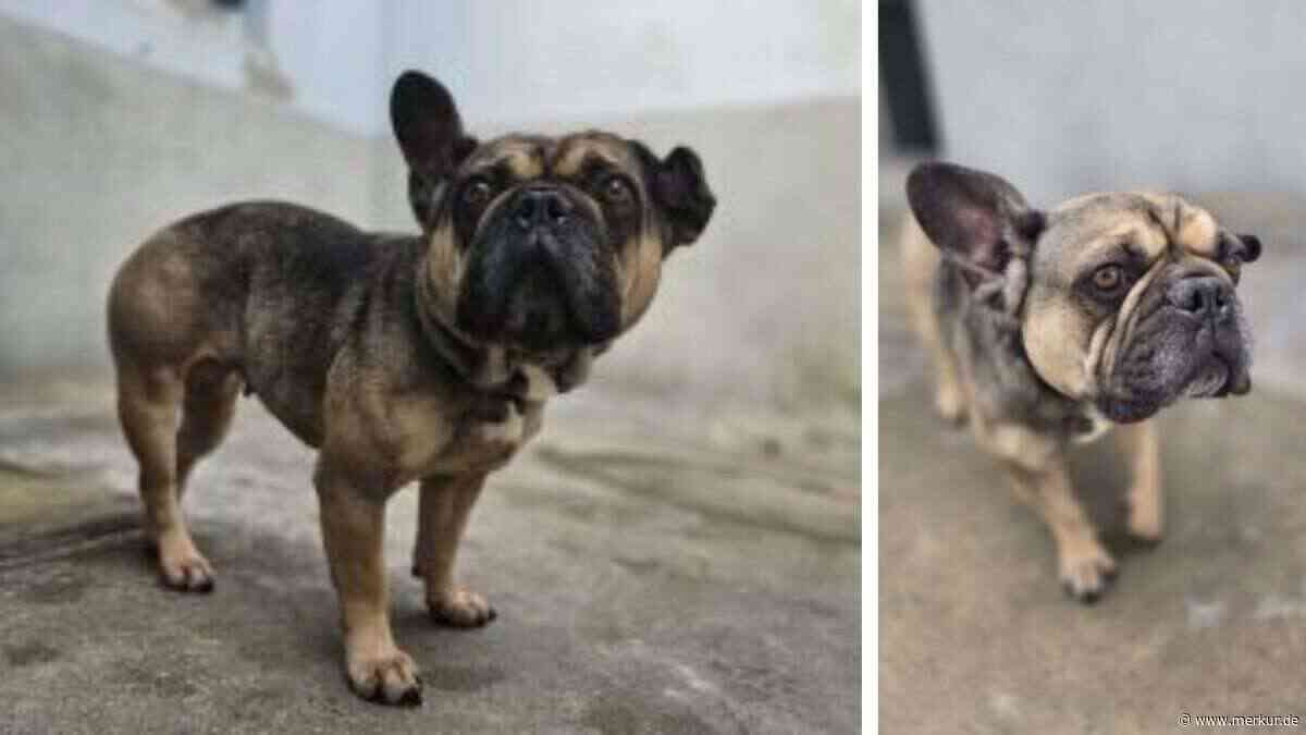 Wegen Trennung im Tierheim gelandet: Bulldogge sucht neues Zuhause