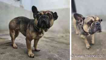 Wegen Trennung im Tierheim gelandet: Bulldogge sucht neues Zuhause