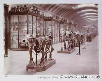 Natural History Museum to reopen ‘hidden’ gallery after more than 80 years
