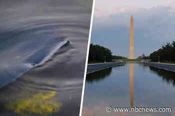 Trump admin was warned about peeling Reflecting Pool before it brought vandalism case