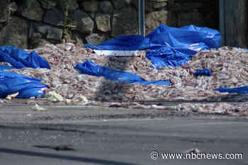 Two tons of squid spill out onto Rhode Island roadway
