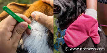 Tick prevention for dogs: Vets explain how to beat the blood-suckers