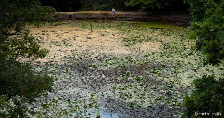 Swimmers and pets warned to ‘stay out’ of toxic Thames bathing spot