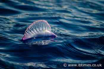 Warming Celtic Sea and Channel Waters Raise Fears Venomous Jellyfish Could Reach UK Beaches