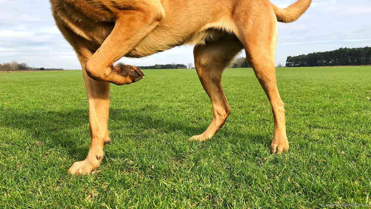 RSPCA warns of blood-sucking parasite that can cause several symptoms in dogs and cats