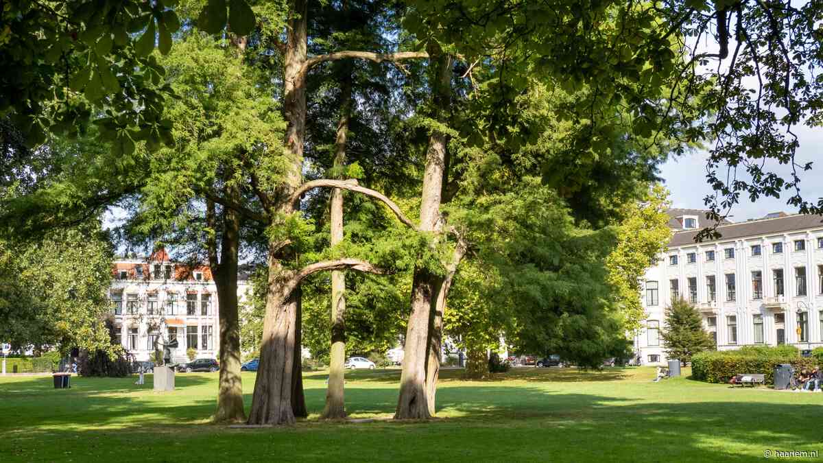 Praat mee over bomen in Haarlem