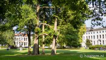 Praat mee over bomen in Haarlem