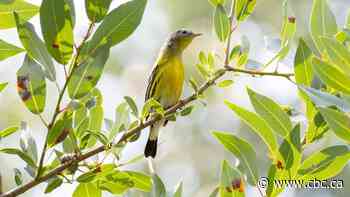 Birdwatchers delighted as warblers pass through Calgary for fall migration, but birds face challenges in city