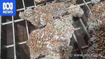 Fish feed giant Skretting fires back over Facebook claims of contamination