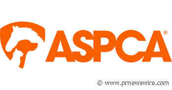 ASPCA Launches Direct Support Grant to Assist with New World Screwworm Outbreak
