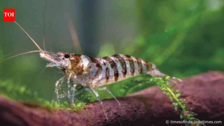 In 1968, Montana began stocking tiny shrimp to feed kokanee salmon; after they reached...