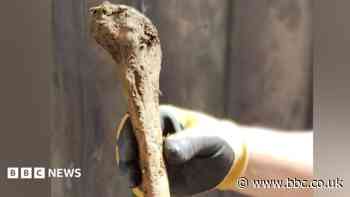 Ancient bones found under patio laid to rest