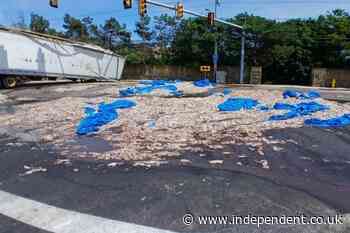 Squid games: 20-ton spill of foul-smelling sea creatures causes eight-hour traffic jam in Rhode Island