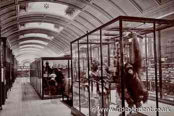 Hidden gallery at National History Museum to reopen for first time since Second World War