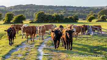 Woman, 80, dies after being trampled by a cow on Devon farm