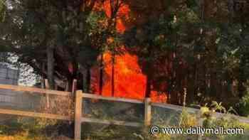 Human bones 'are unearthed by wildfires' at London park