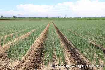 2026 State of the Vegetable Industry Survey Report Snapshots