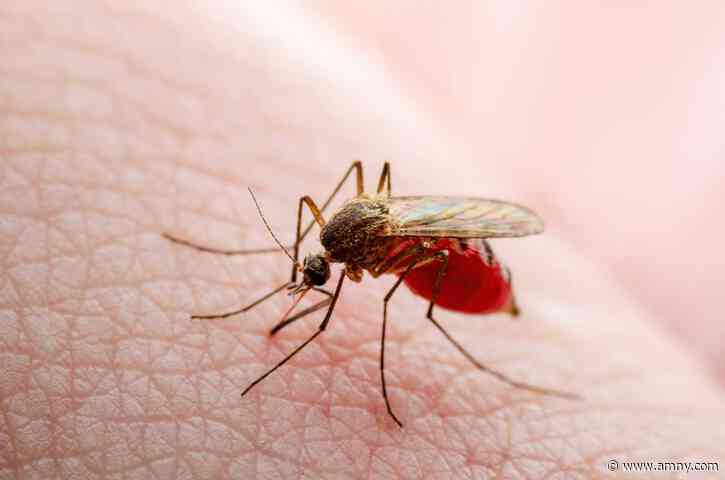 NYC reports first West Nile case of the year amid increased mosquito activity
