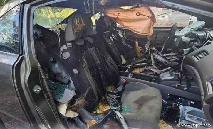 Bear dies after getting trapped in hot car