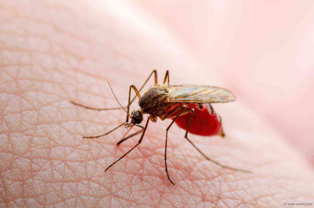 NYC reports first West Nile case of the year amid increased mosquito activity