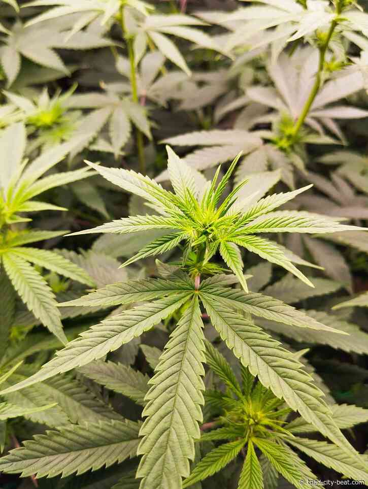 Best THCA Flower in 2026: 7 Must-Try Brands