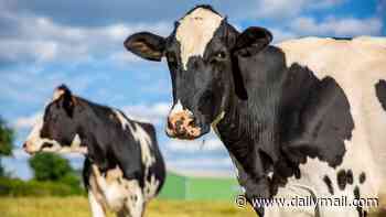 Mad Cow Disease is confirmed at UK farm