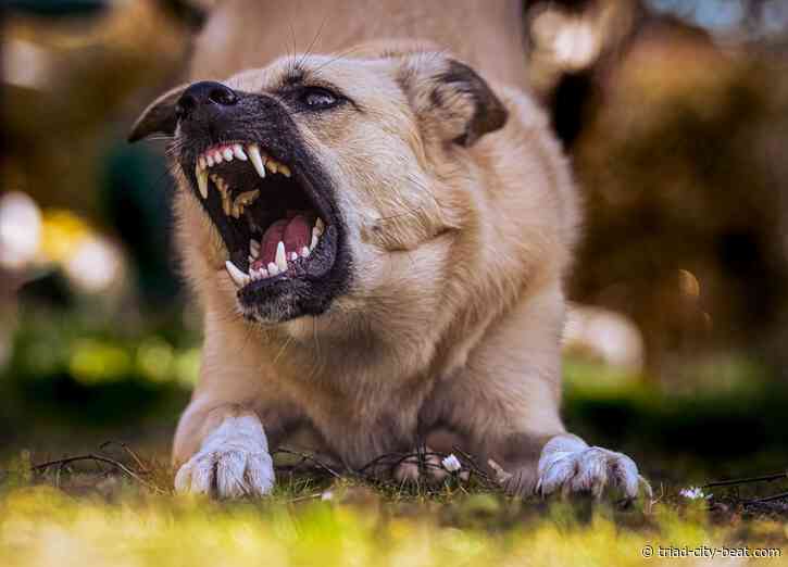 How Dog Bite Laws in Texas Determine an Owner’s Legal Responsibility