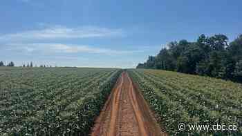 A cold spring delayed P.E.I. sweet corn. Now farmers face cheaper competition from Quebec