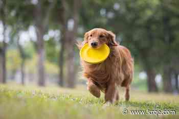 List: Over 30 dog parks in the City of Albuquerque