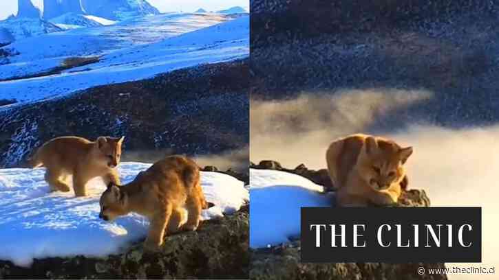 Cámara trampa capta a dos cachorros de puma jugando en la Patagonia chilena