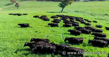 Breeding and finishing operation with excellent pasture performance | Video