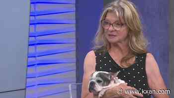 Living Grace Canine Ranch focuses on finding 'fur-ever' homes for senior dogs