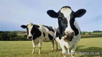 Rare case of mad cow disease confirmed in Dumfries and Galloway as investigations continue
